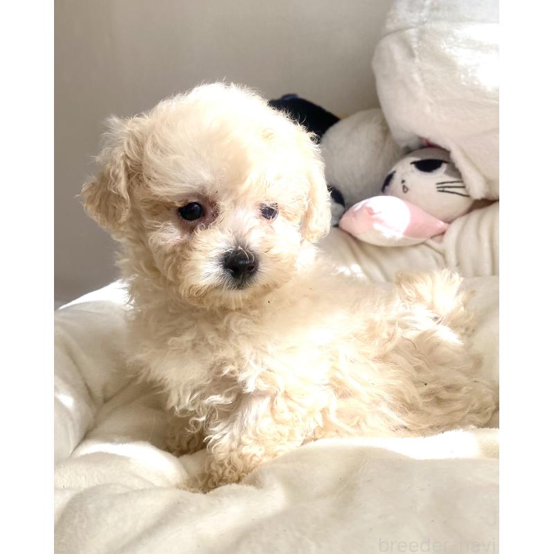 販売中の東京都のビションプー:ビションフリーゼ×トイプードル-430974の6枚目