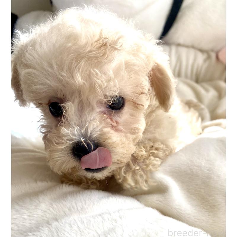 販売中の東京都のビションプー:ビションフリーゼ×トイプードル-430974の5枚目