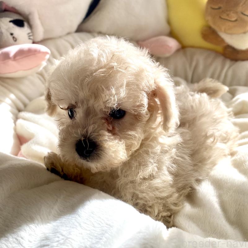 販売中の東京都のビションプー:ビションフリーゼ×トイプードル-430974の4枚目