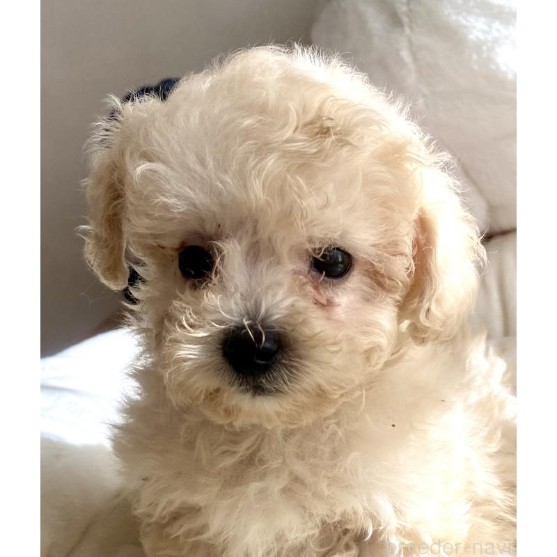 販売中の東京都のビションプー:ビションフリーゼ×トイプードル-430974の2枚目