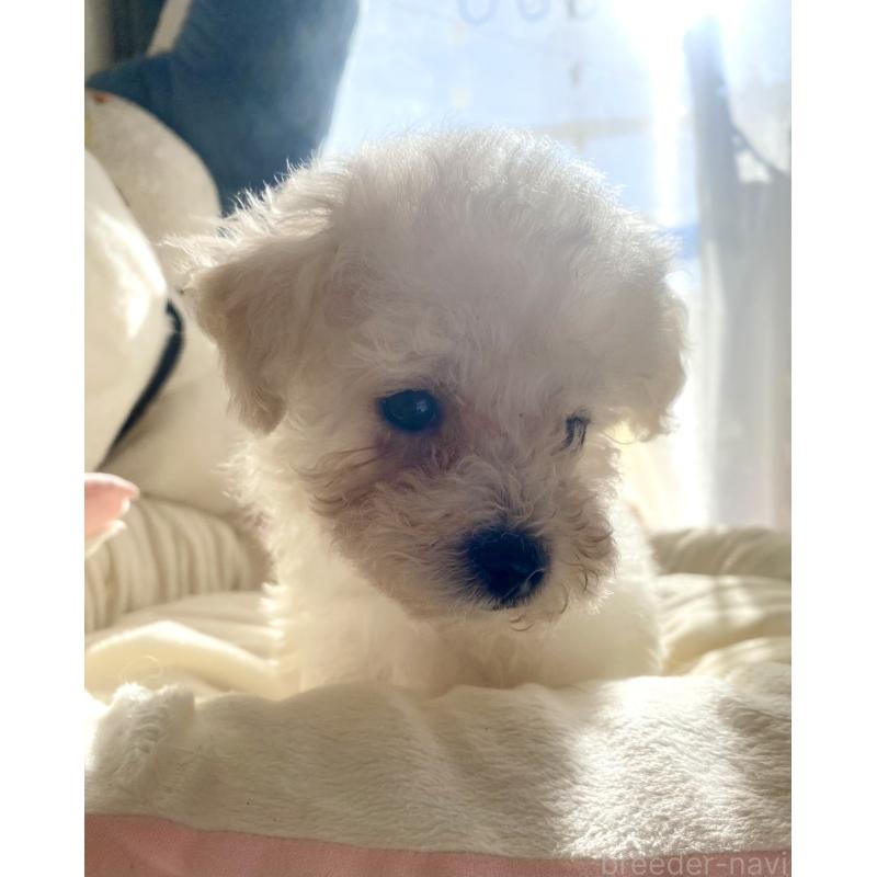 商談中の東京都のビションプー:ビションフリーゼ×トイプードル-430961の8枚目