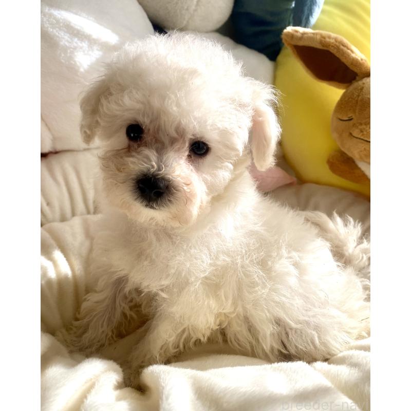 商談中の東京都のビションプー:ビションフリーゼ×トイプードル-430961の7枚目