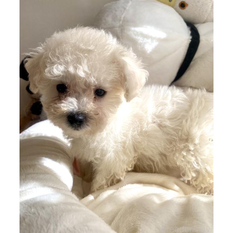 商談中の東京都のビションプー:ビションフリーゼ×トイプードル-430961の6枚目