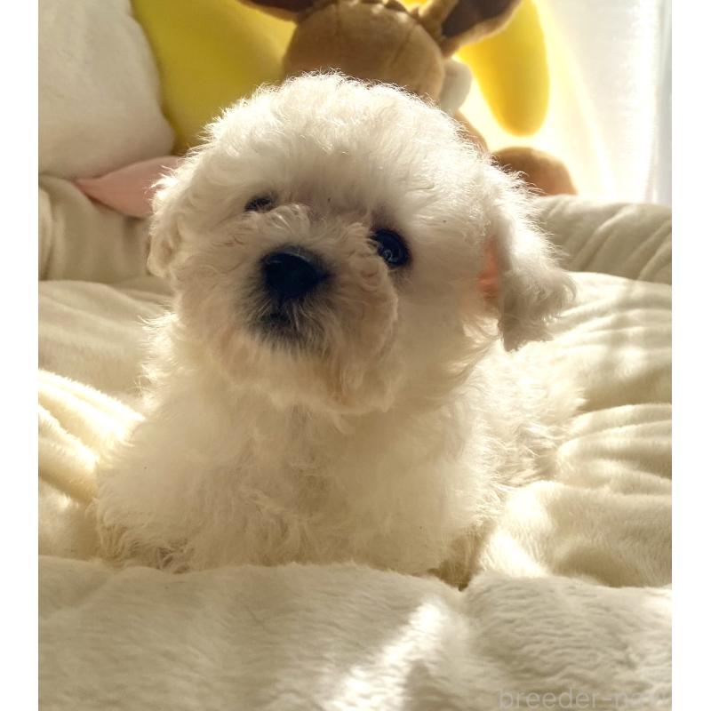 商談中の東京都のビションプー:ビションフリーゼ×トイプードル-430961の5枚目