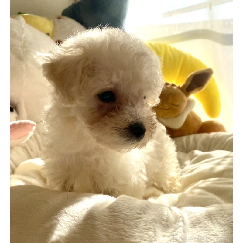 商談中の東京都のビションプー:ビションフリーゼ×トイプードル-430961の4枚目