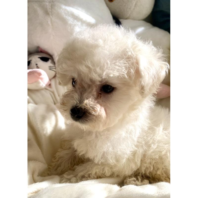 商談中の東京都のビションプー:ビションフリーゼ×トイプードル-430961の3枚目