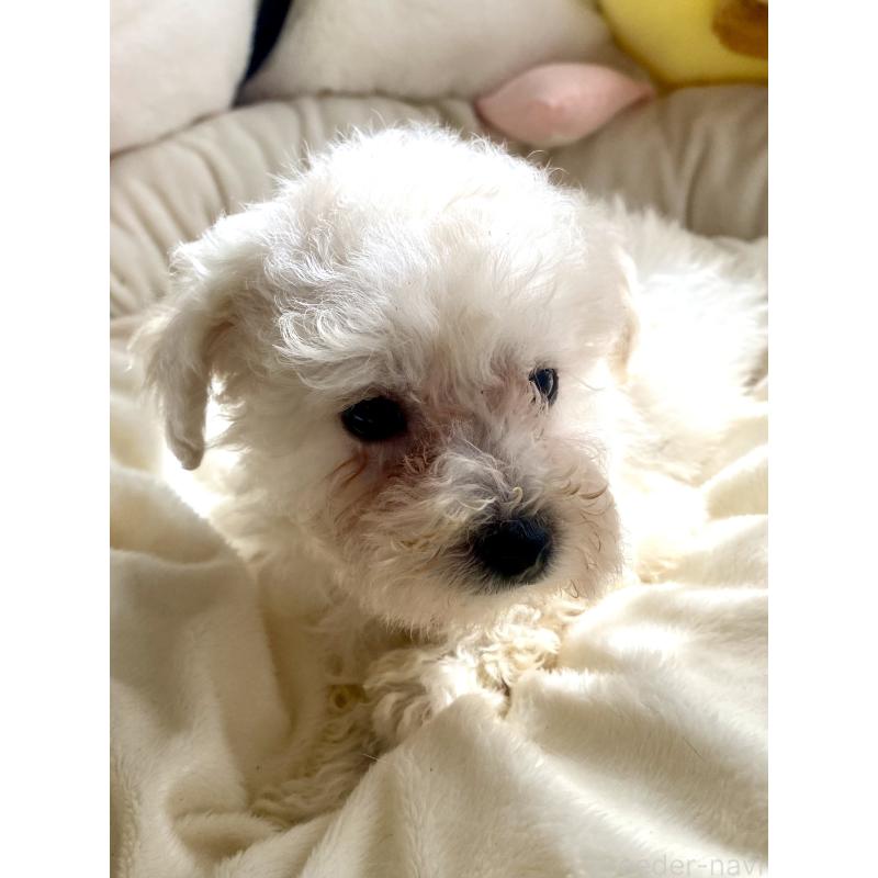 商談中の東京都のビションプー:ビションフリーゼ×トイプードル-430961の2枚目