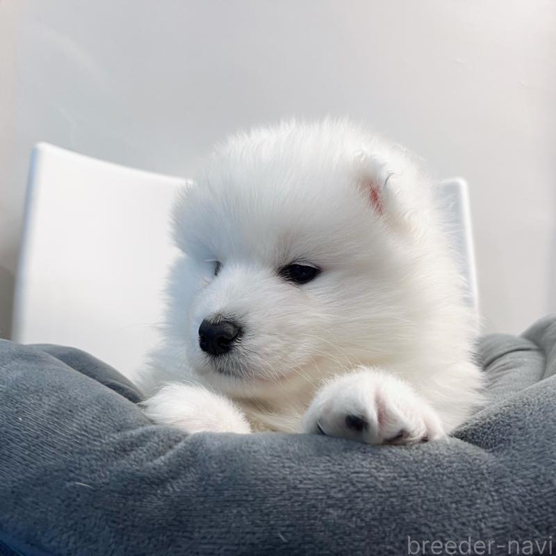 販売中の東京都のサモエド-438902の9枚目