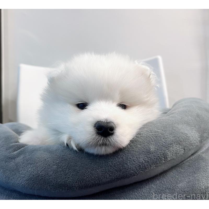 販売中の東京都のサモエド-438902の8枚目