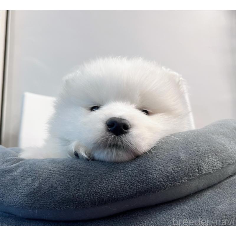 販売中の東京都のサモエド-438902の7枚目