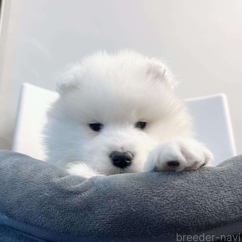 販売中の東京都のサモエド-438902の5枚目