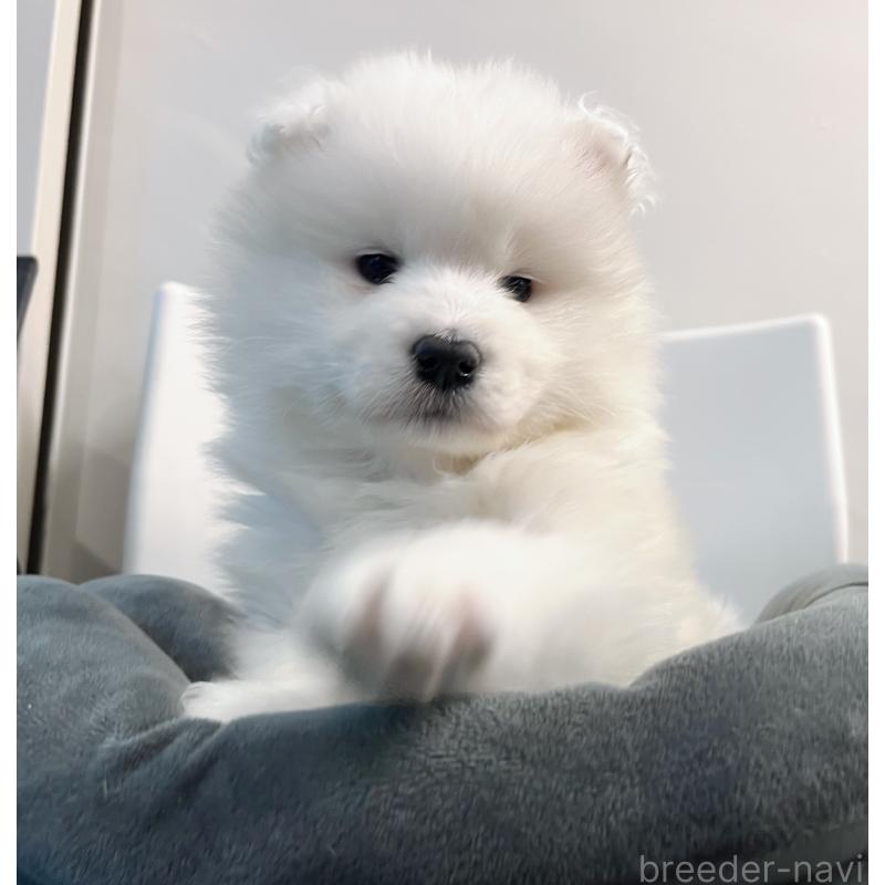 販売中の東京都のサモエド-438902の4枚目