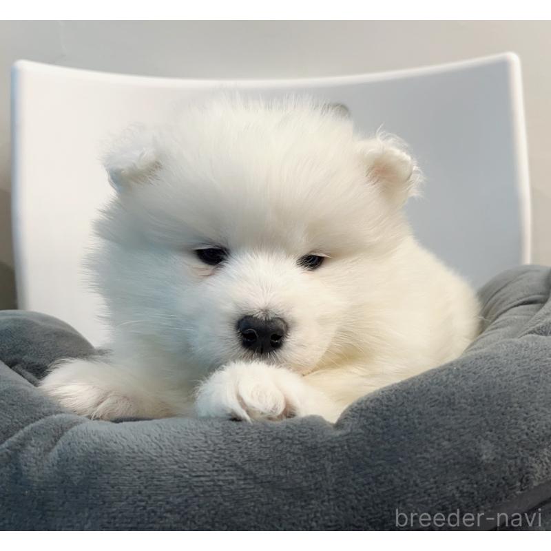 販売中の東京都のサモエド-438902の3枚目