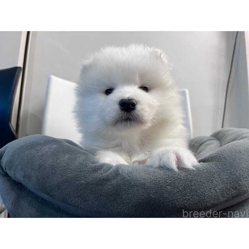 販売中の東京都のサモエド-438902の2枚目