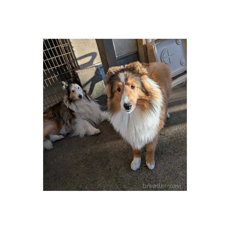 販売中の神奈川県のシェットランドシープドッグ(シェルティ)-433955の2枚目