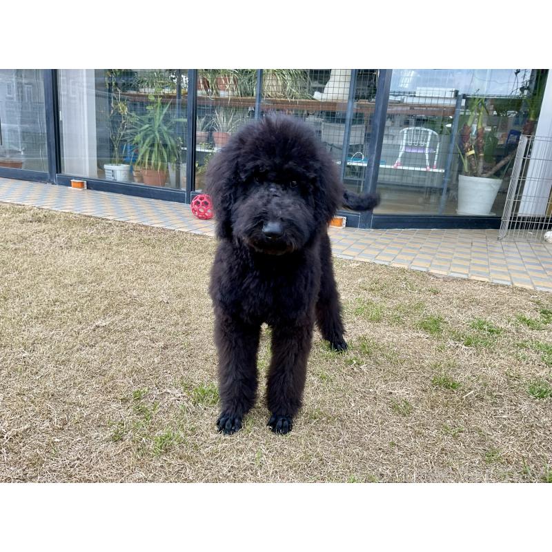 成約済の三重県のスタンダードプードル-426062の2枚目