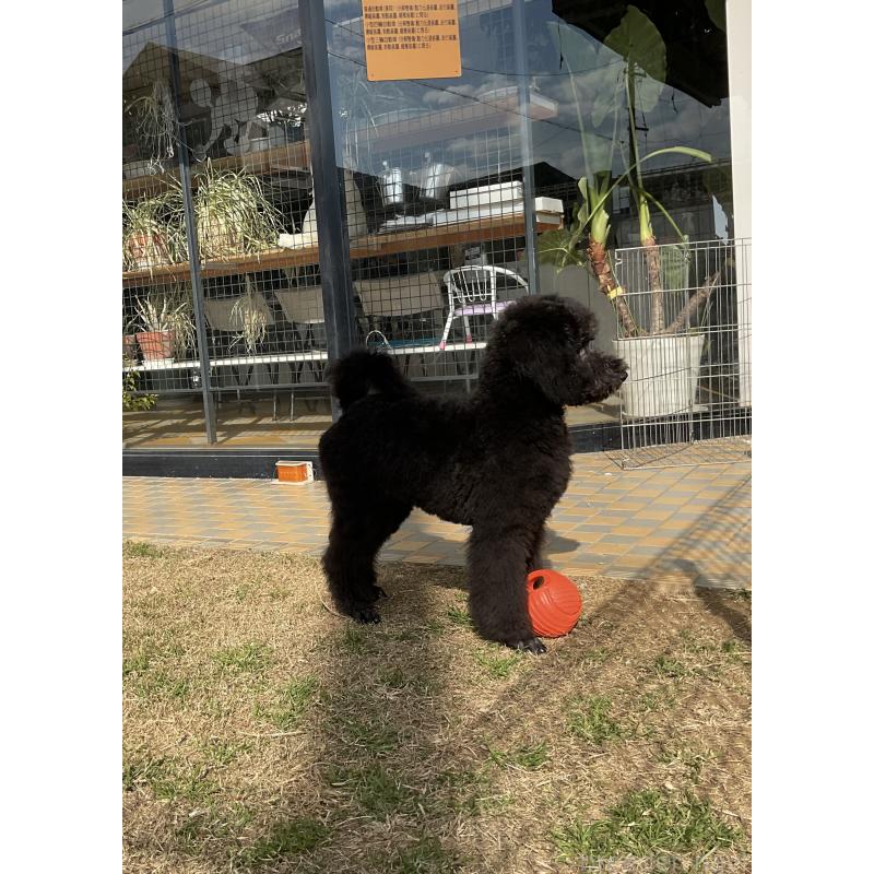 成約済の三重県のスタンダードプードル-416605の3枚目