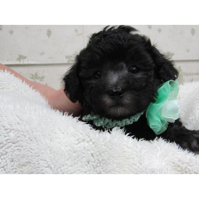 販売中の静岡県のトイプードル-430049の3枚目