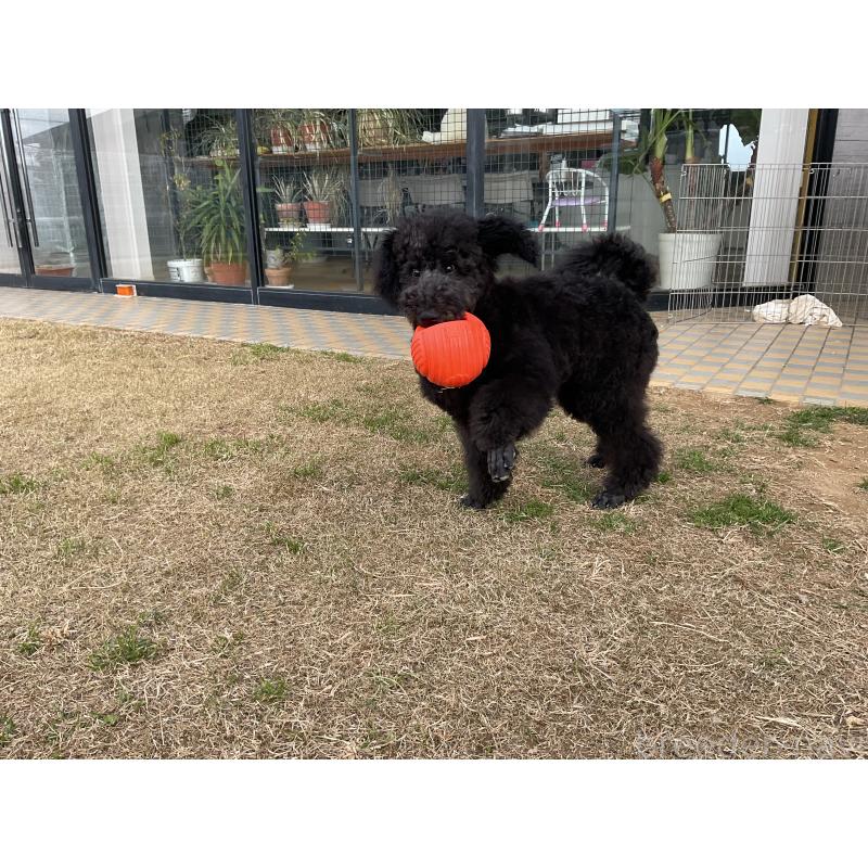 成約済の三重県のスタンダードプードル-416605の2枚目