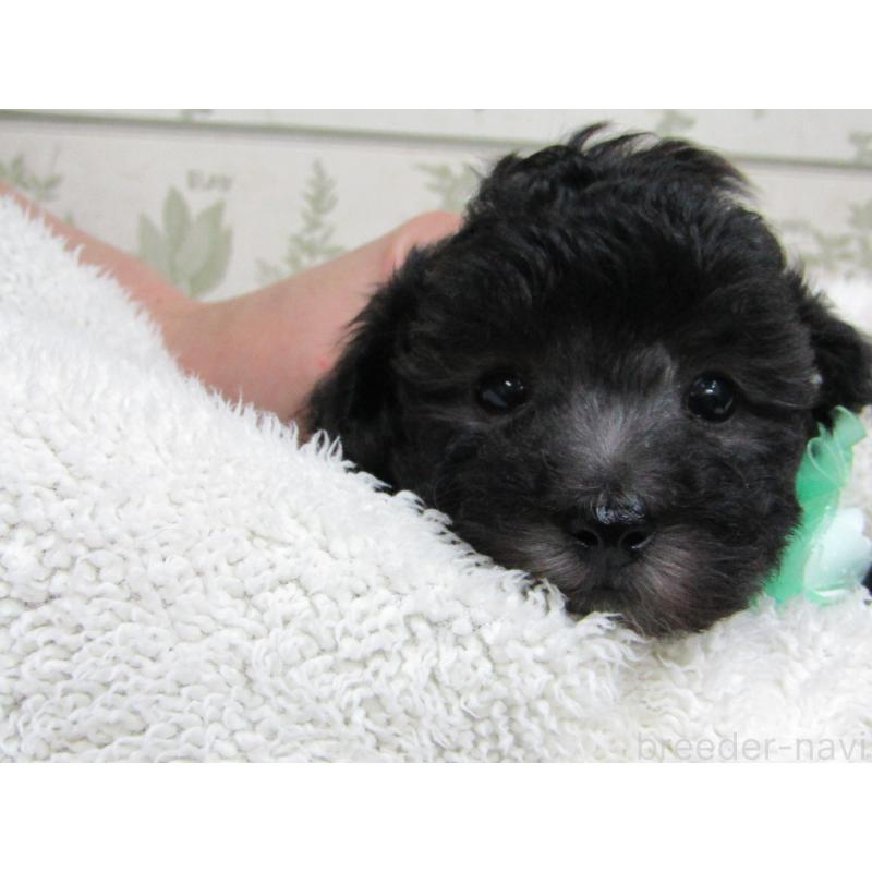 販売中の静岡県のトイプードル-430049の2枚目