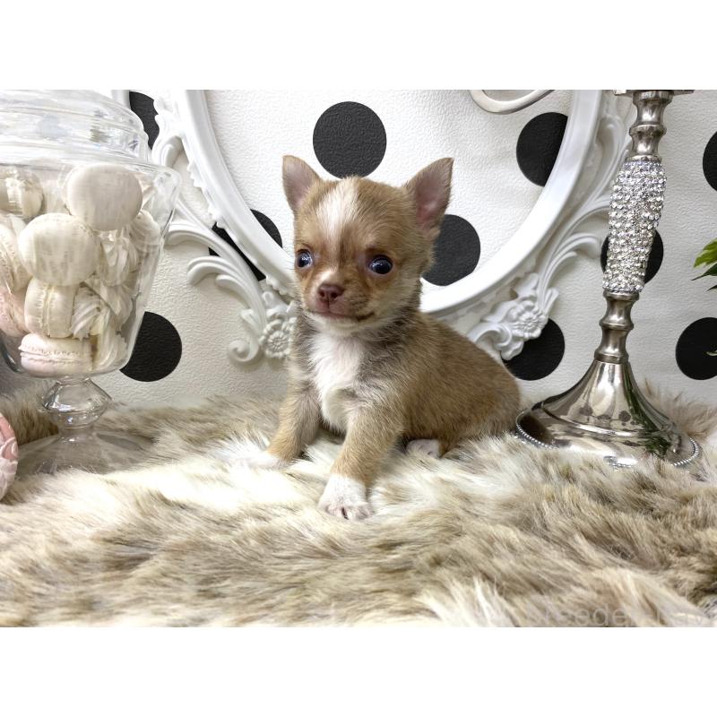 販売中の京都府のチワワ(スムースコート)-438910の6枚目