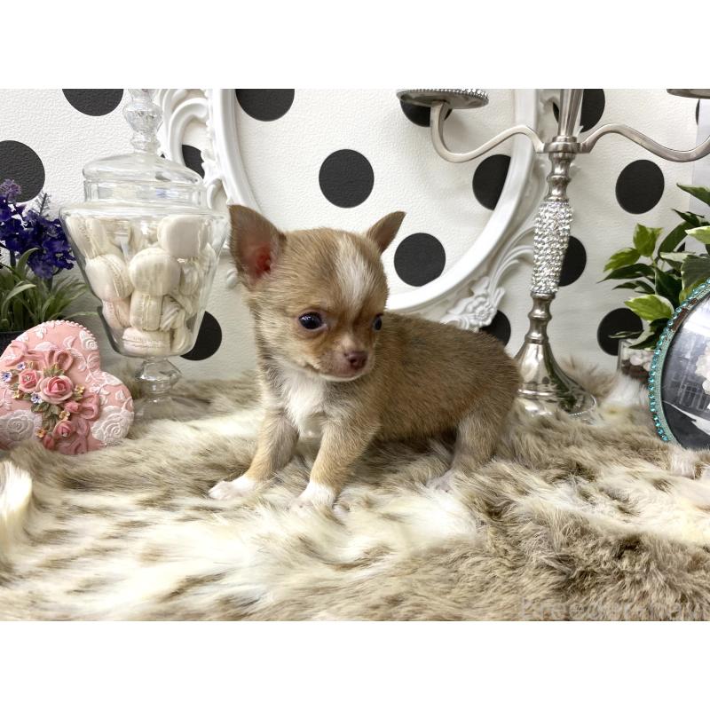 販売中の京都府のチワワ(スムースコート)-438910の5枚目