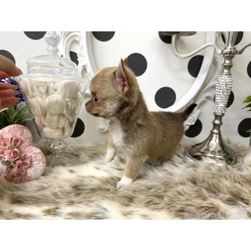 販売中の京都府のチワワ(スムースコート)-438910の4枚目