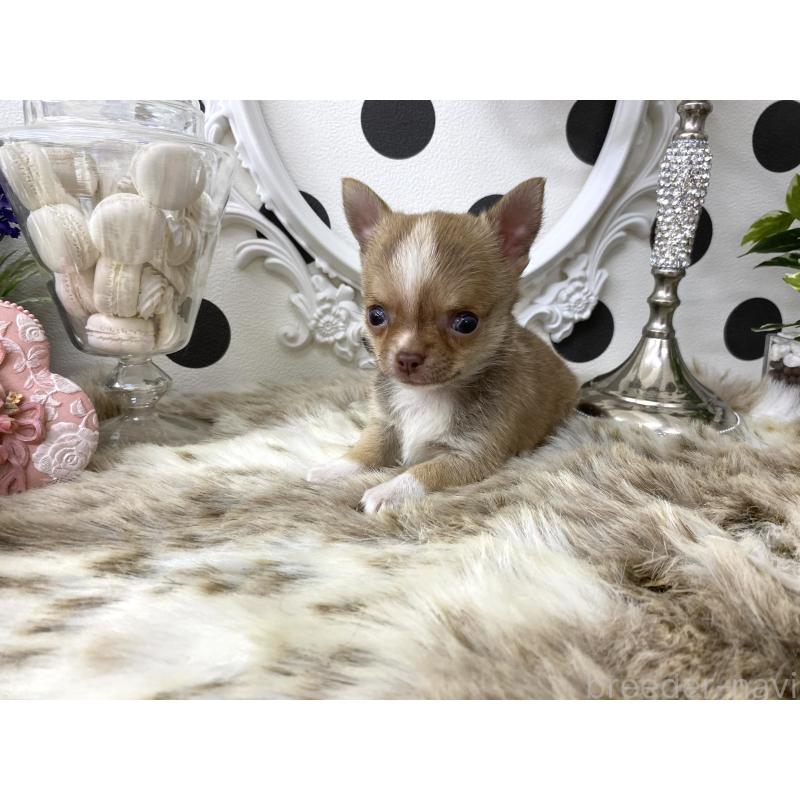 販売中の京都府のチワワ(スムースコート)-438910の3枚目