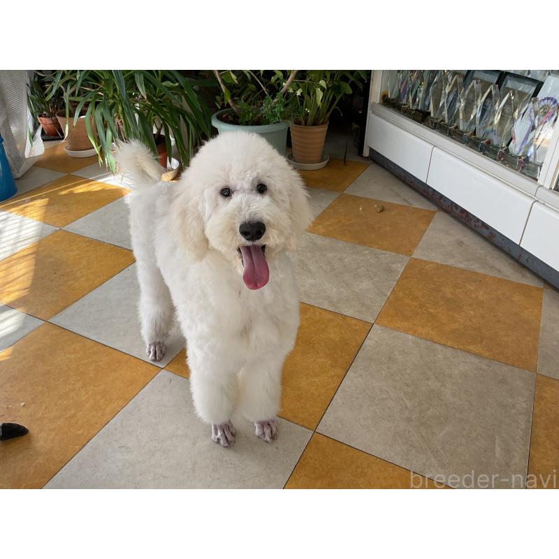 成約済の三重県のスタンダードプードル-425587の2枚目