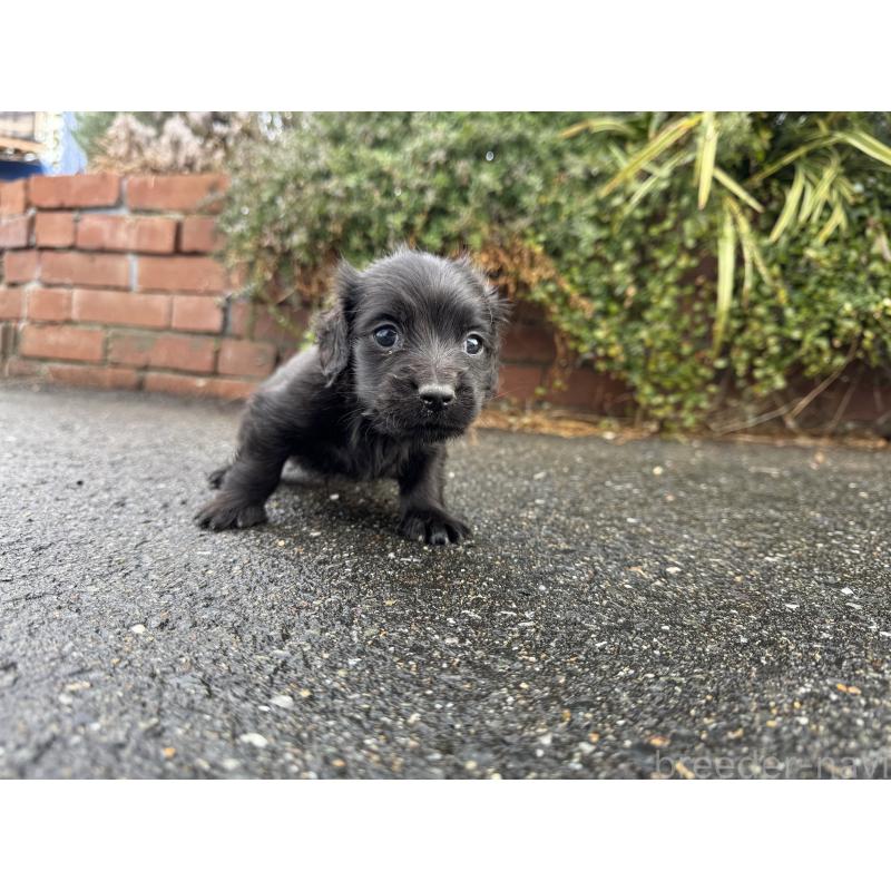 販売中の福岡県のミニチュアダックスフンド(ロングヘアード)-438914の8枚目