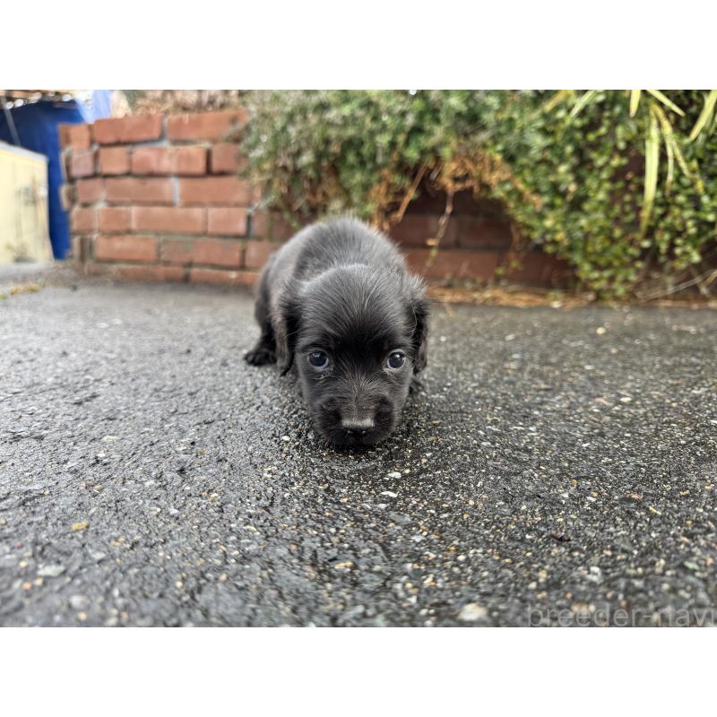 販売中の福岡県のミニチュアダックスフンド(ロングヘアード)-438914の7枚目