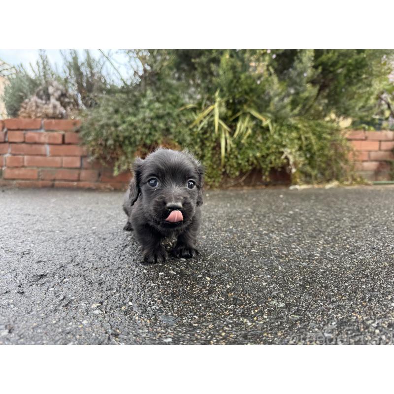 販売中の福岡県のミニチュアダックスフンド(ロングヘアード)-438914の6枚目