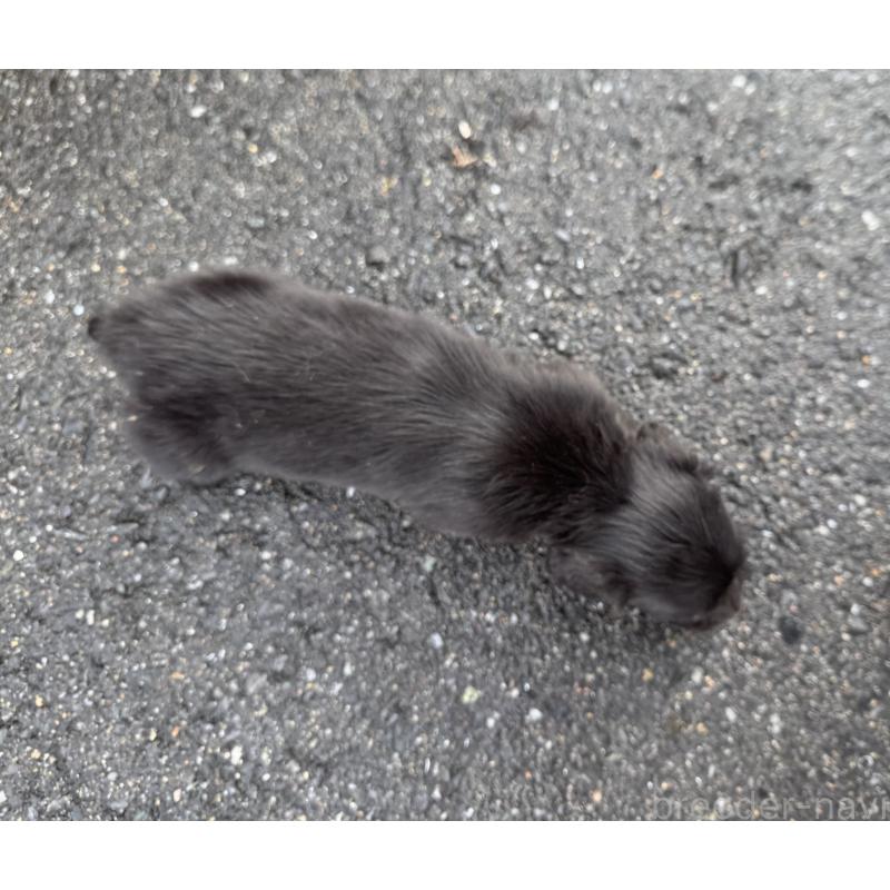 販売中の福岡県のミニチュアダックスフンド(ロングヘアード)-438914の4枚目