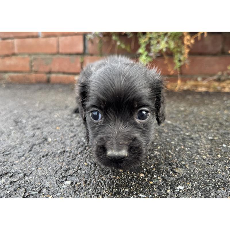 販売中の福岡県のミニチュアダックスフンド(ロングヘアード)-438914の3枚目