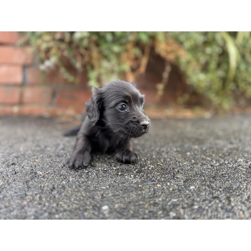 販売中の福岡県のミニチュアダックスフンド(ロングヘアード)-438914の2枚目