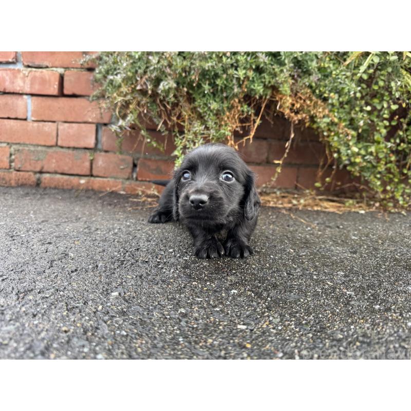 販売中の福岡県のミニチュアダックスフンド(ロングヘアード)-438917の5枚目