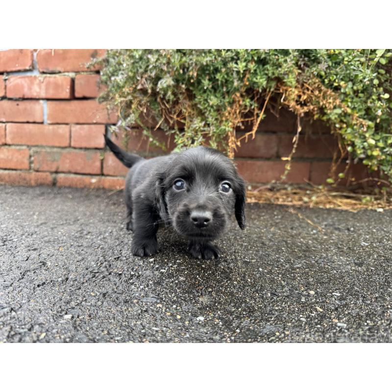 販売中の福岡県のミニチュアダックスフンド(ロングヘアード)-438917の4枚目