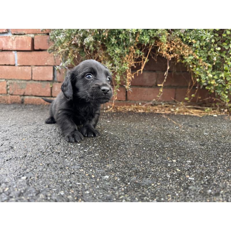 販売中の福岡県のミニチュアダックスフンド(ロングヘアード)-438917の3枚目