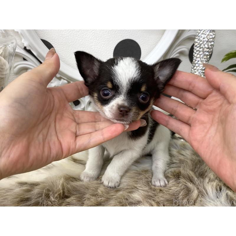 販売中の京都府のチワワ(スムースコート)-438919の1枚目