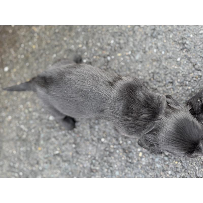 販売中の福岡県のミニチュアダックスフンド(ロングヘアード)-438917の2枚目