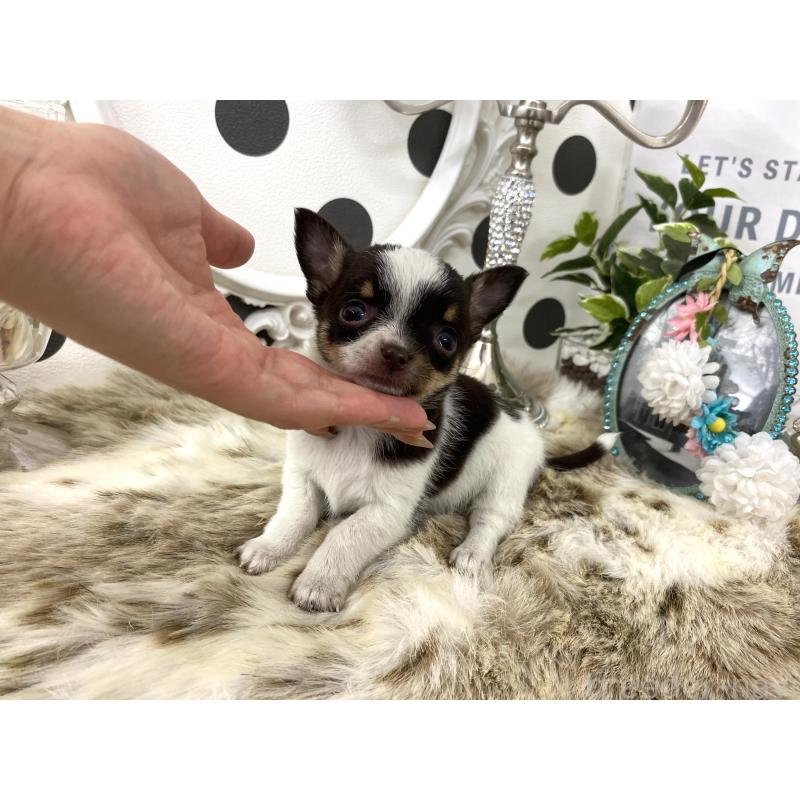 販売中の京都府のチワワ(スムースコート)-438919の5枚目