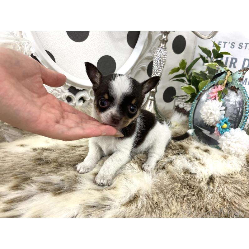 販売中の京都府のチワワ(スムースコート)-438919の4枚目