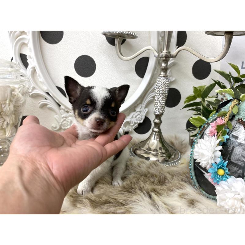 販売中の京都府のチワワ(スムースコート)-438919の3枚目