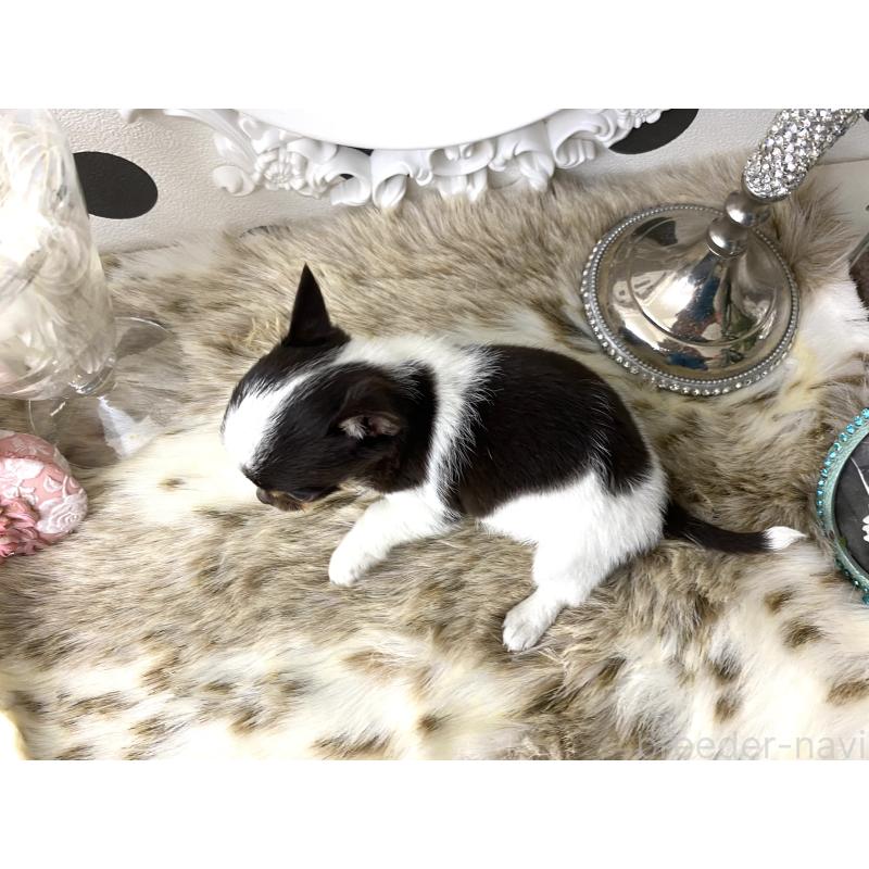 販売中の京都府のチワワ(スムースコート)-438919の2枚目