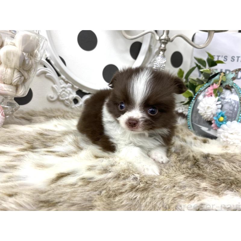 販売中の京都府のチワワ(ロングコート)-438922の6枚目