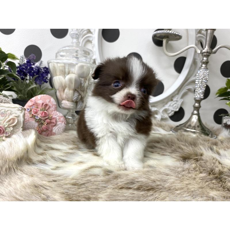 販売中の京都府のチワワ(ロングコート)-438922の4枚目