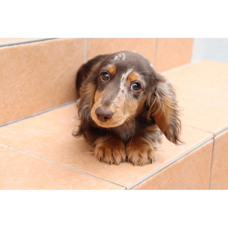 販売中の香川県のミニチュアダックスフンド(ロングヘアード)-420652の12枚目