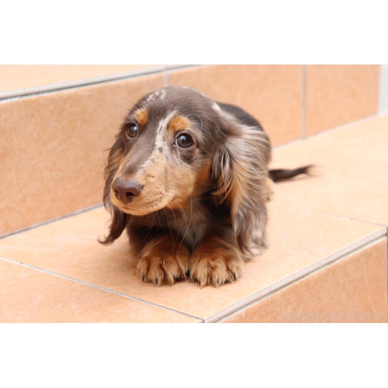 販売中の香川県のミニチュアダックスフンド(ロングヘアード)-420652の11枚目