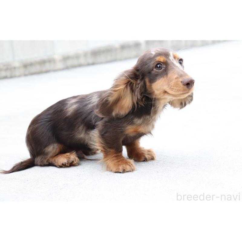 販売中の香川県のミニチュアダックスフンド(ロングヘアード)-420652の9枚目