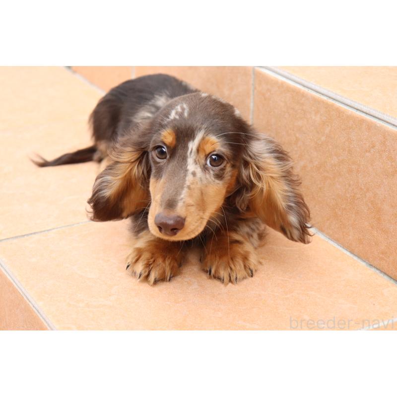 販売中の香川県のミニチュアダックスフンド(ロングヘアード)-420652の7枚目